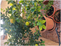 Pianta di agrumi innestata a limoni e bergamotto